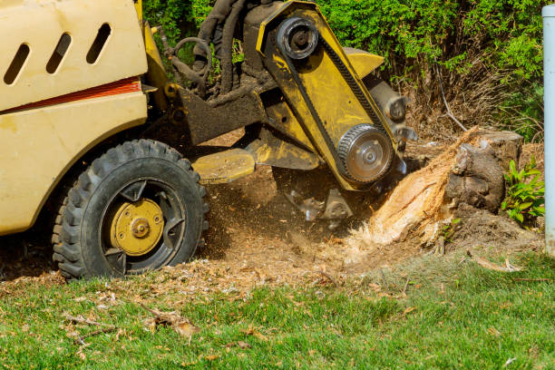 Best Stump Grinding Near Me  in Hooper, UT